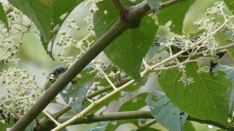 タラノキの花