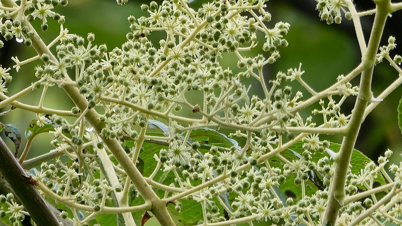 タラノキの花