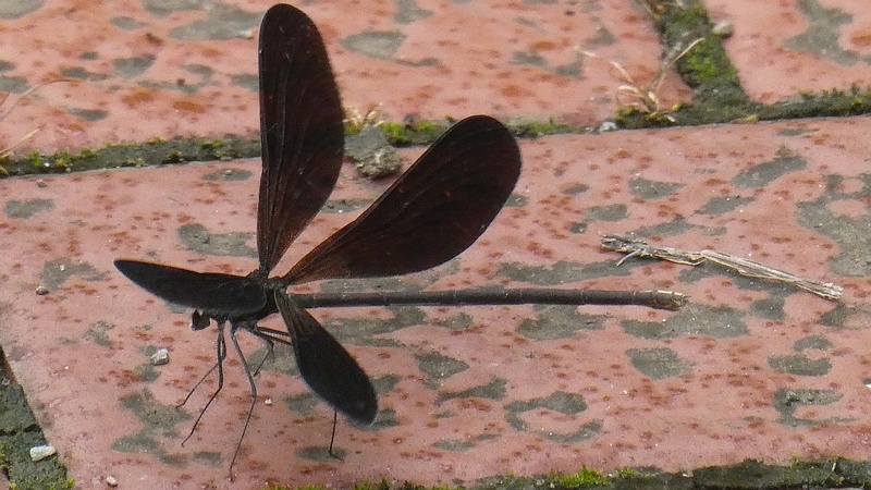 ハグロトンボ♀