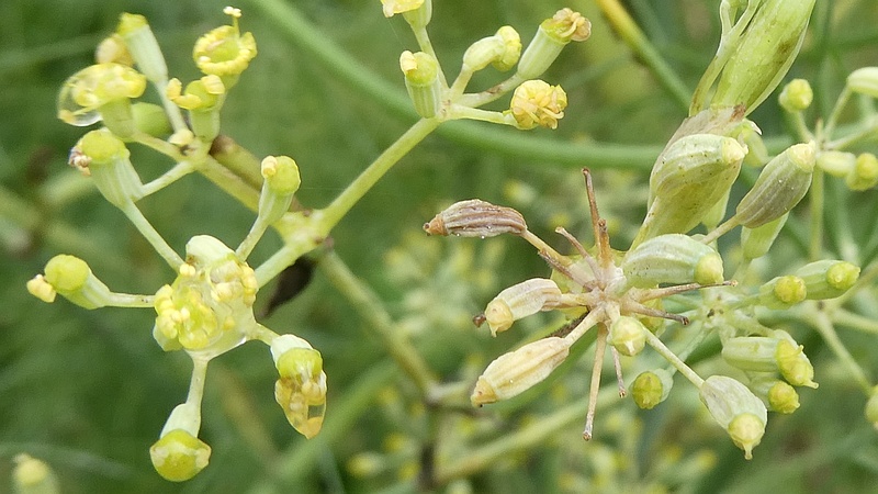 ウイキョウの花後