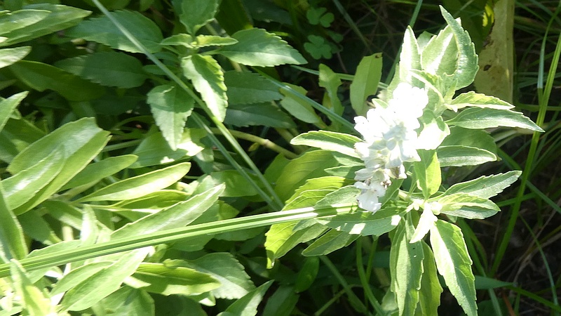 ケショウサルビアの花