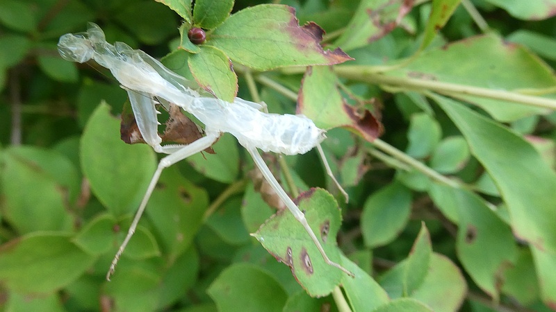 ハラビロカマキリの抜け殻