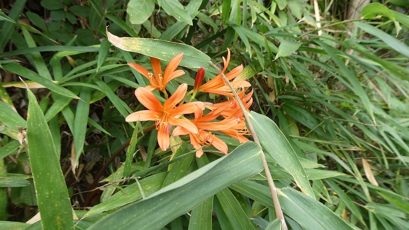 キツネノカミソリの花