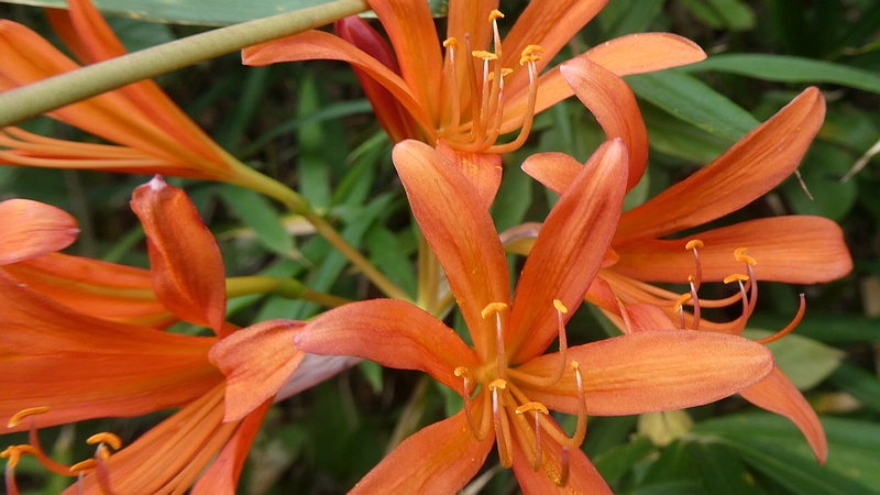 キツネノカミソリの花