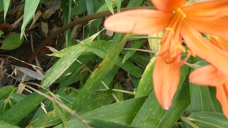 キツネノカミソリの花