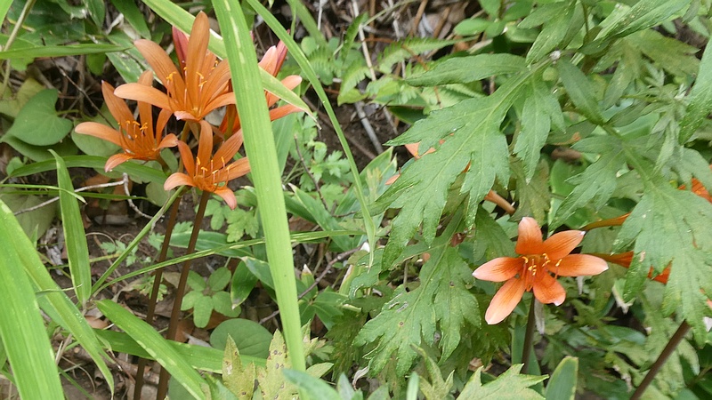 キツネノカミソリの花