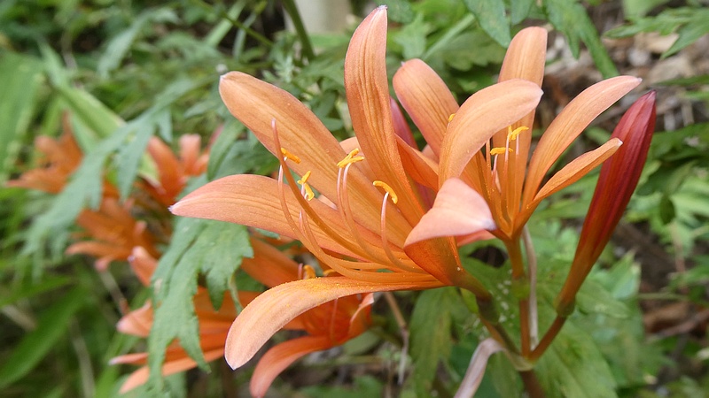 キツネノカミソリの花