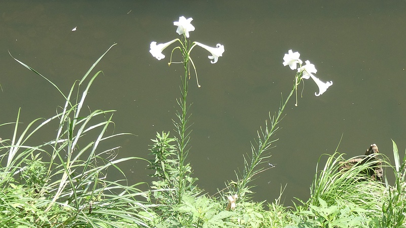 タカサゴユリの花