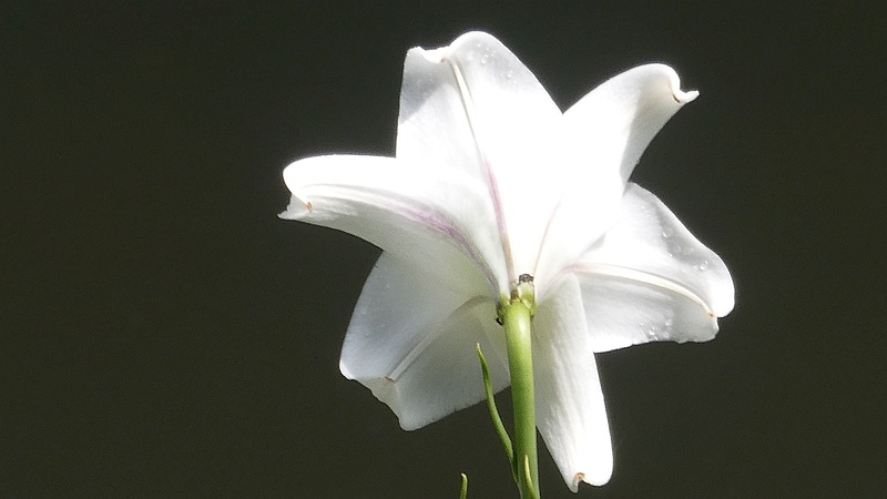 タカサゴユリの花