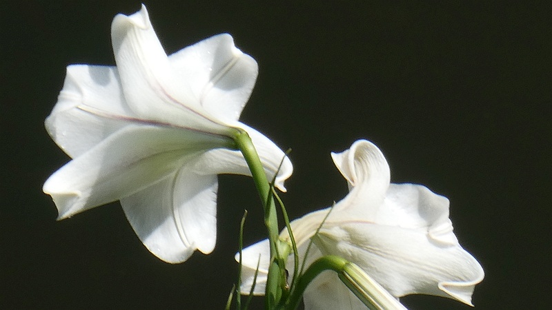 タカサゴユリの花
