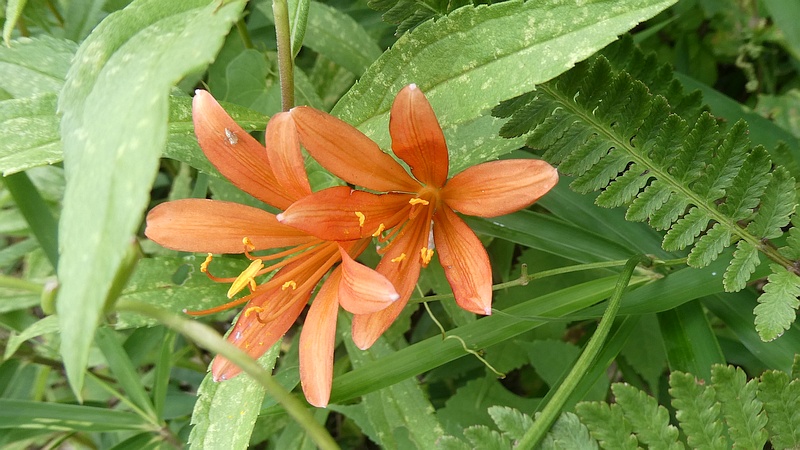 キツネノカミソリの花