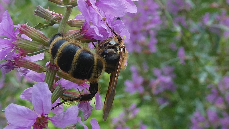 ミソハギのキンケハラナガツチバチ♀