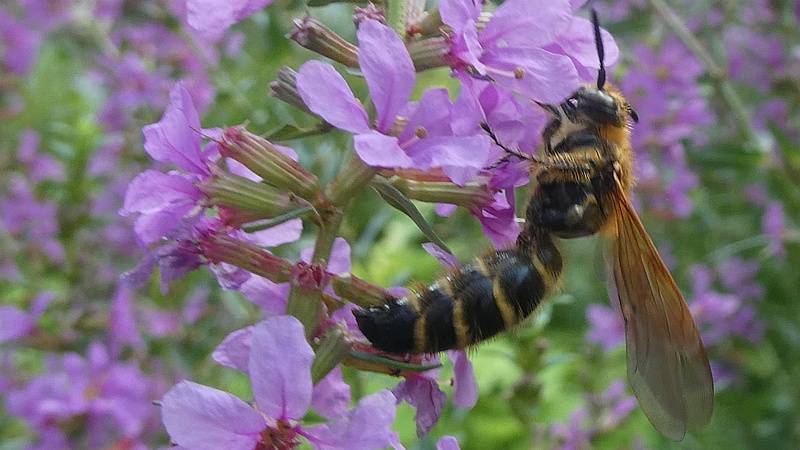 ミソハギのキンケハラナガツチバチ♀