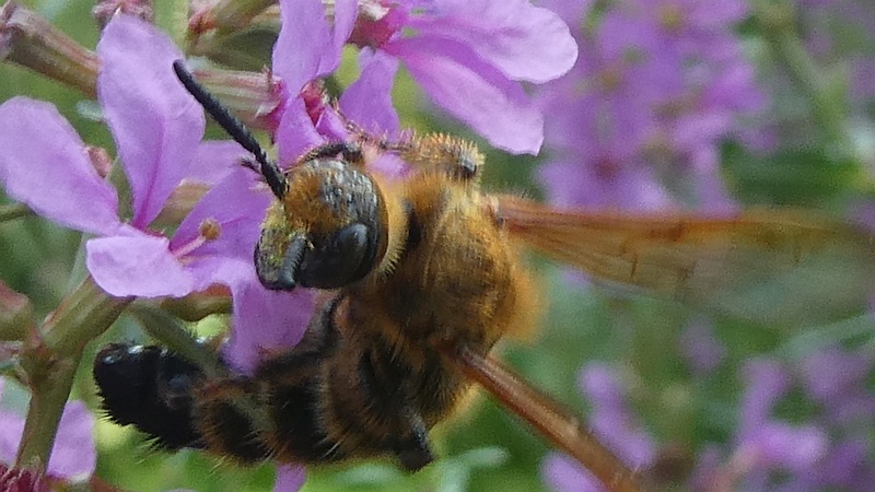 ミソハギのキンケハラナガツチバチ♀