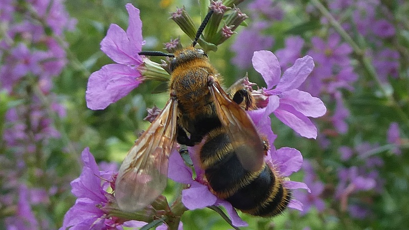 ミソハギのキンケハラナガツチバチ♀