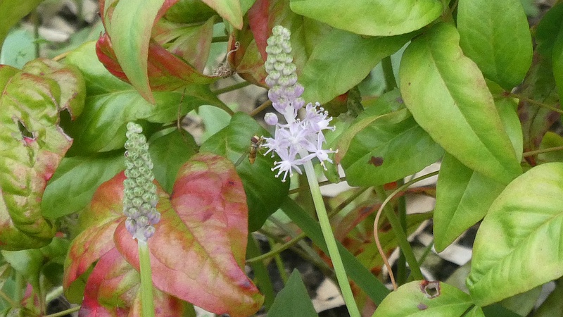 ツルボの花