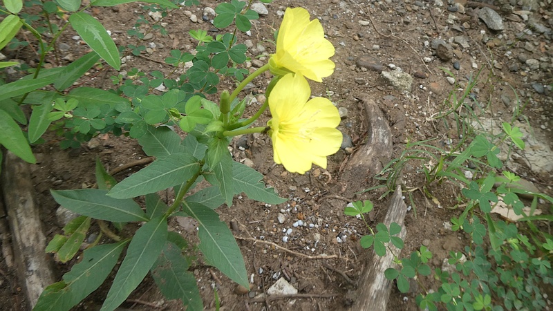 マツヨイグサの花