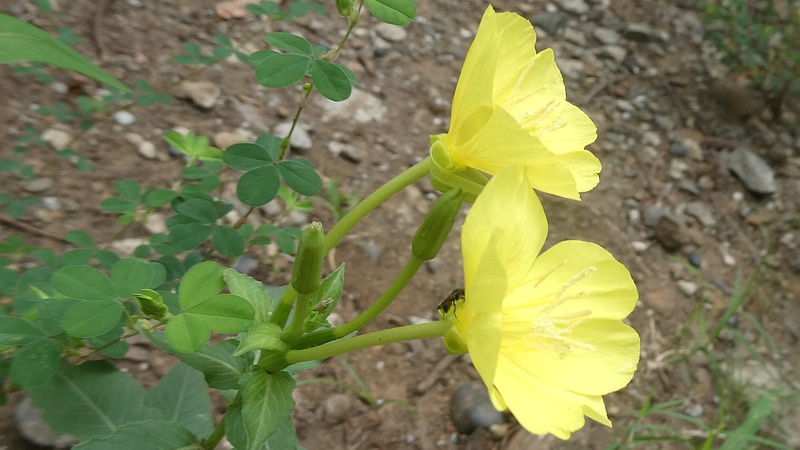 マツヨイグサの花