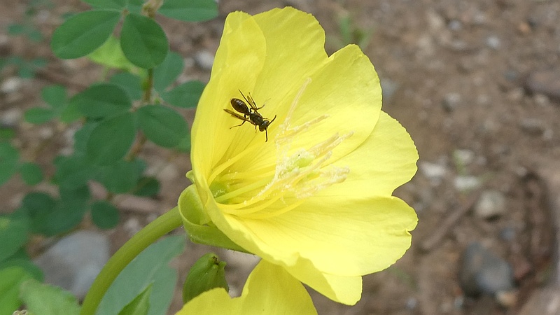 マツヨイグサの花