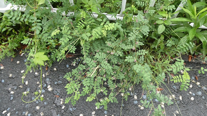 コマツナギの花