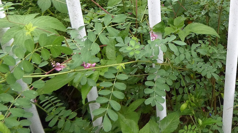コマツナギの花