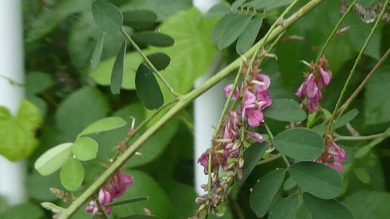 コマツナギの花