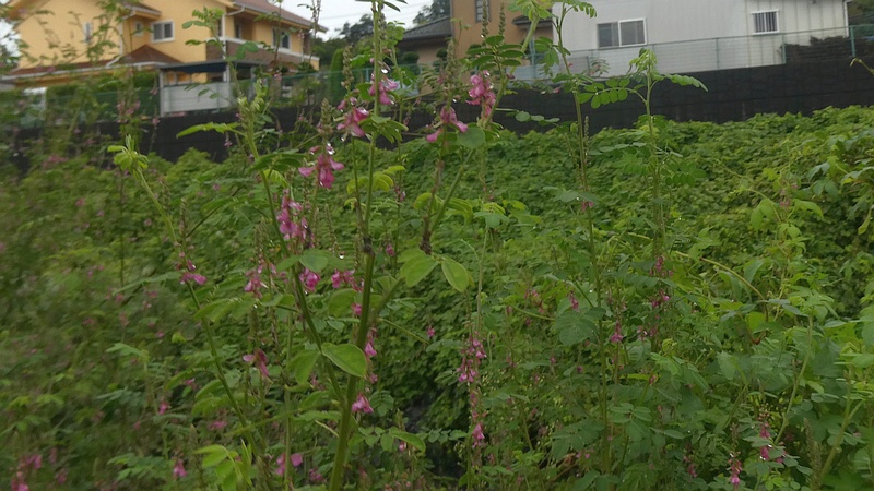 コマツナギの花