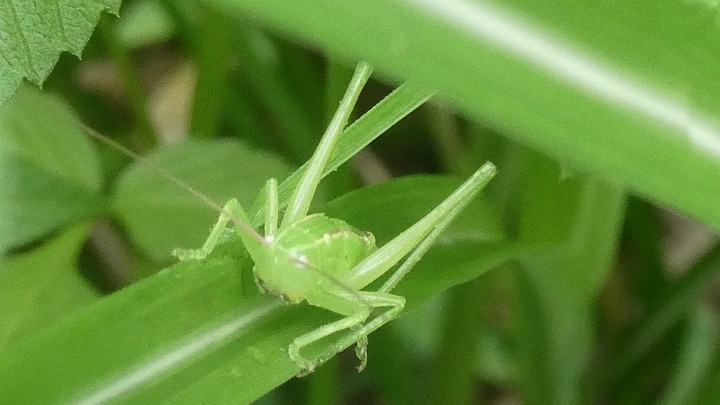 ウスイロササキリ