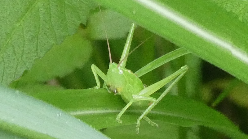 ウスイロササキリ