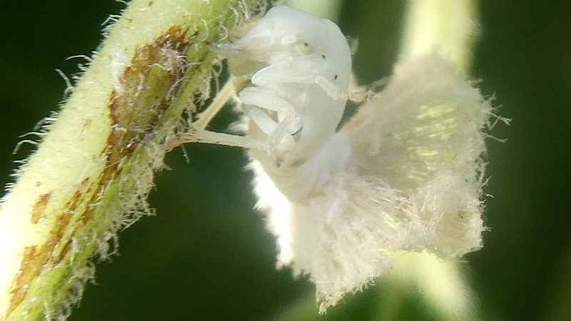 オオブタクサのチュウゴクアミガサハゴロモの幼虫
