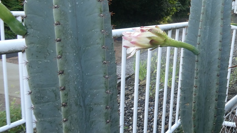 ハクウンカクの花