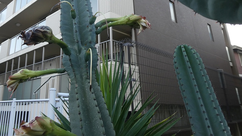 ハクウンカクの花
