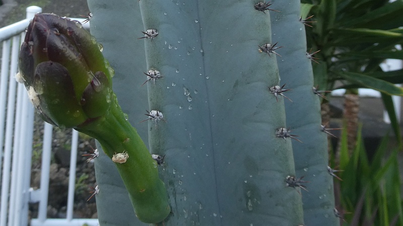 ハクウンカクの花