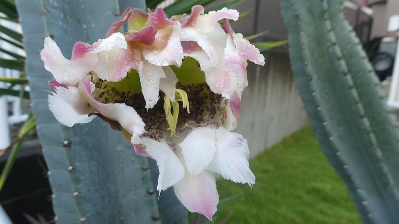 ハクウンカクの花