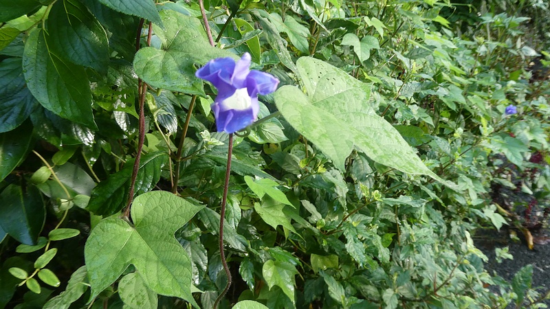 アメリカアサガオの花