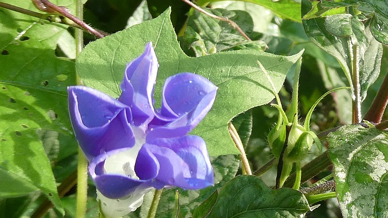 アメリカアサガオの花