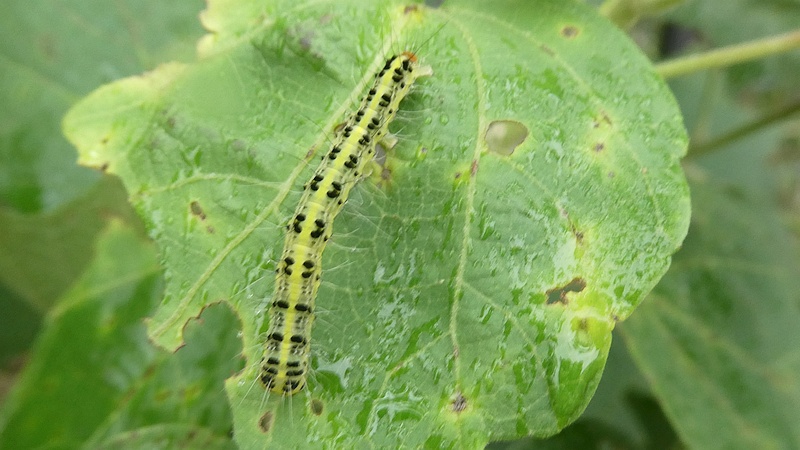 フヨウのフタトガリコヤガの幼虫
