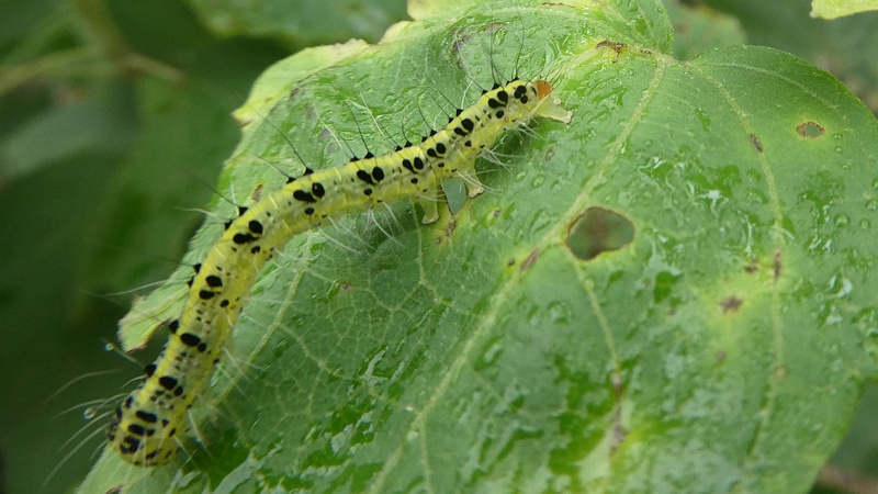 フヨウのフタトガリコヤガの幼虫