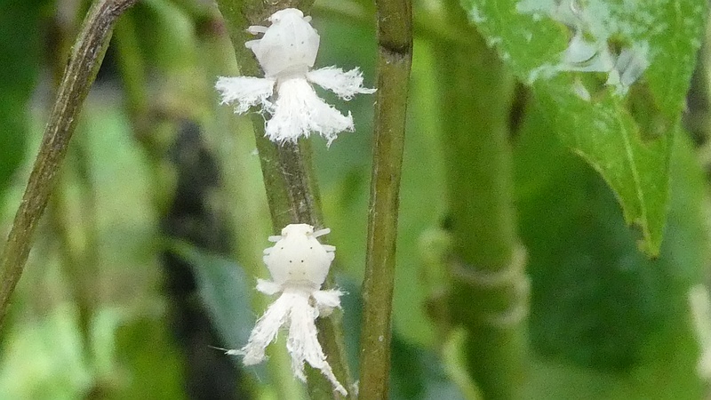 オオブタクサのチュウゴクアミガサハゴロモの幼虫