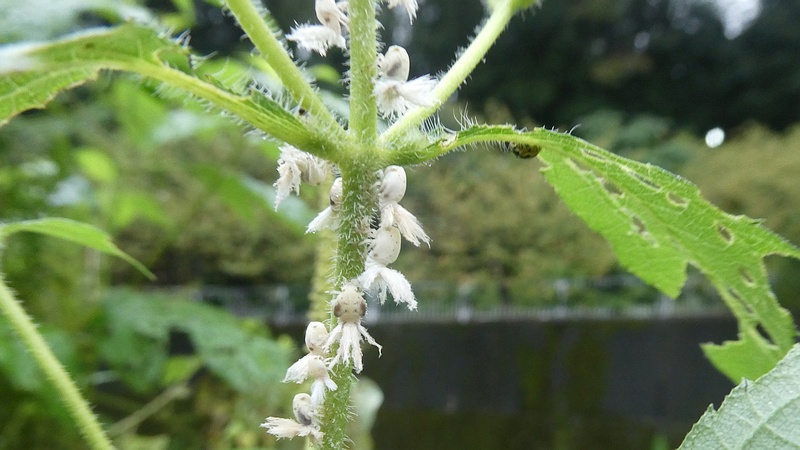 オオブタクサのチュウゴクアミガサハゴロモの幼虫