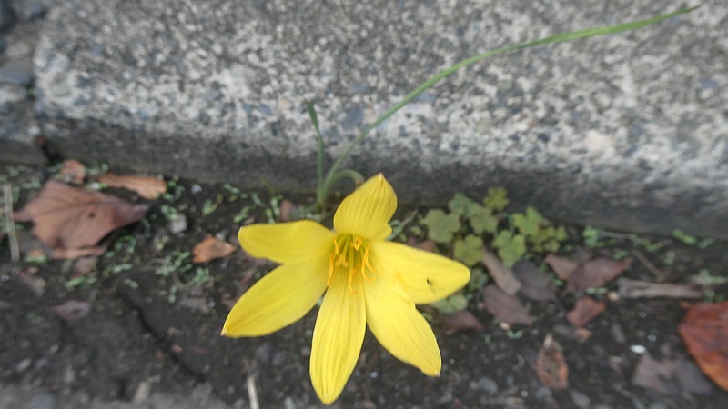 キバナサフランモドキの花
