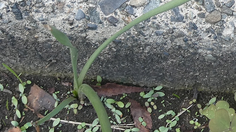 キバナサフランモドキの花