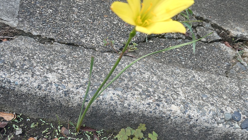 キバナサフランモドキの花