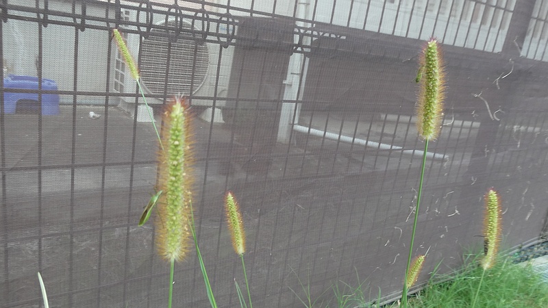 キンエノコロのクモヘリカメムシ
