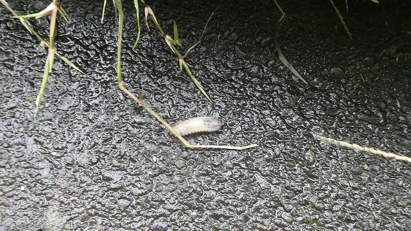 コガネムシの幼虫