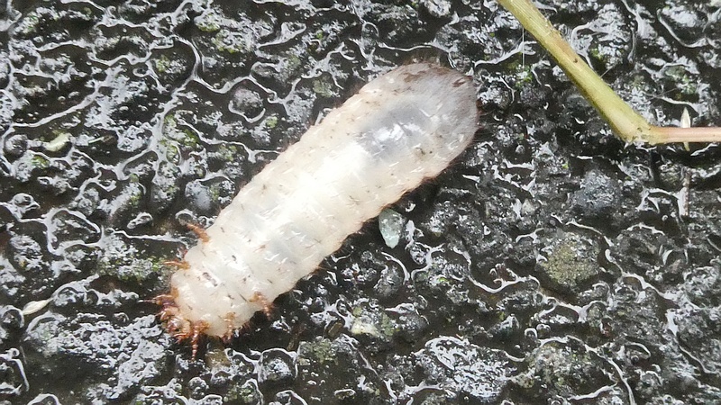 コガネムシの幼虫