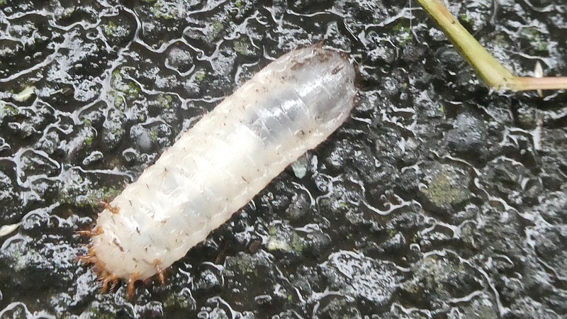 コガネムシの幼虫