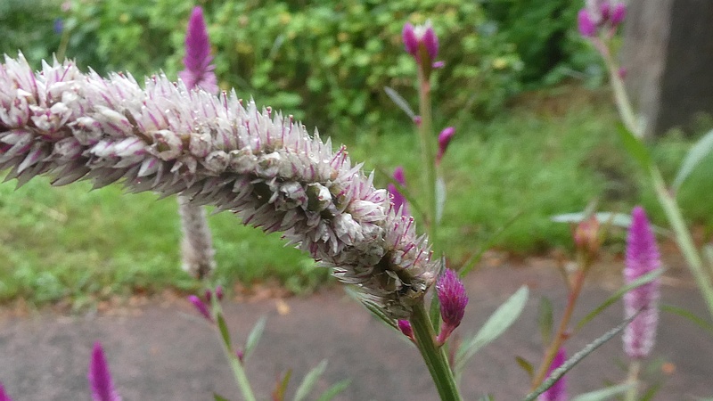 ノゲイトウの花