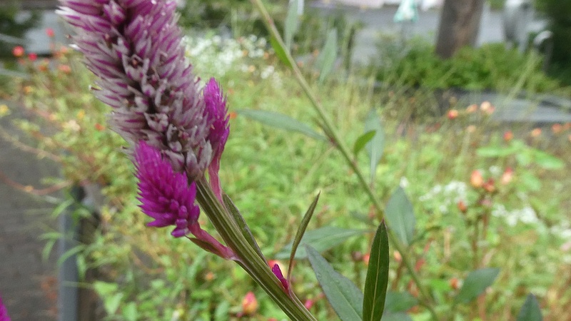 ノゲイトウの花