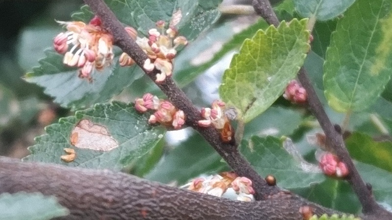 アキニレの花